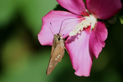Close-up of butterfly pollinating on pink flower
