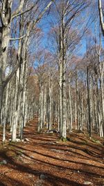 Bare trees in forest against sky