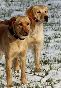 Portrait of a dog