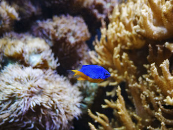 Close-up of jellyfish swimming in sea