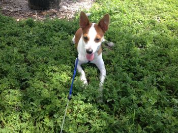 Dog standing on grass