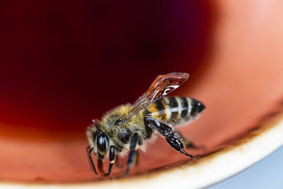 Close up bee on a plate