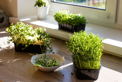 Close-up of potted plant on table