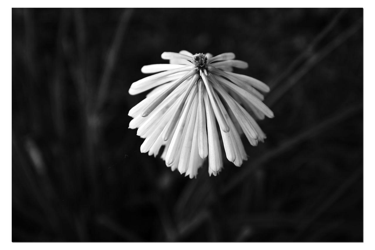 CLOSE-UP OF WHITE FLOWERING PLANTS