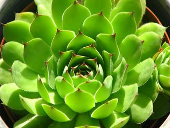 Close-up of succulent plant