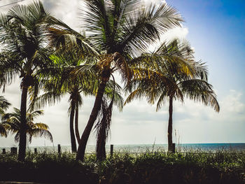 Palm trees by sea against sky