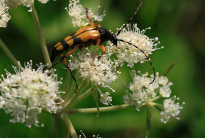Close-up of insect on flower