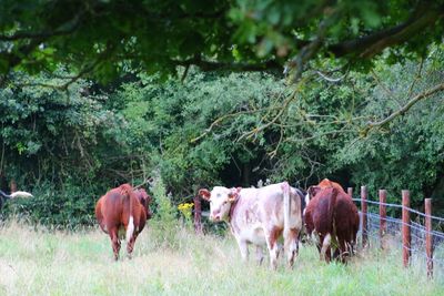 Horses in a field