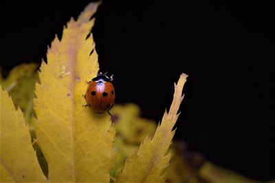 Close-up of ladybug on leaf