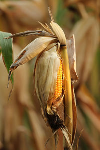 Ripe dry corn ear in a field 
