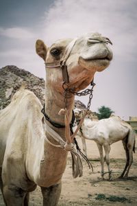 Horses in a desert