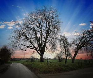 Bare trees on road against sky