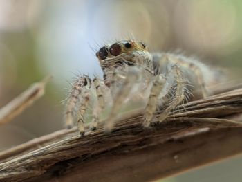 Close-up of spider on wood