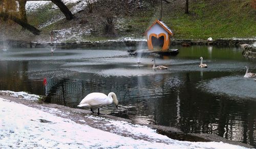 Swan in lake during winter