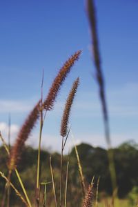 Close-up of stalks in field against blue sky