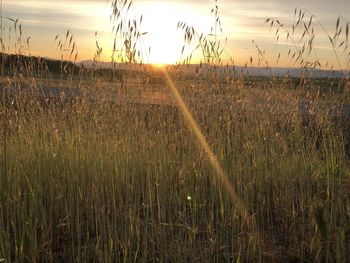 Scenic view of field against sky during sunset