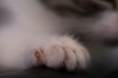 Close-up of cat