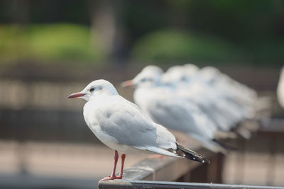 Close-up of seagull perching on railing