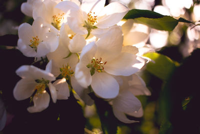 Close-up of cherry blossom