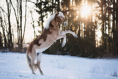 View of horse on snow covered land