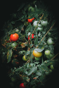 Close-up of fruits on tree