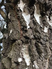 Low angle view of lizard on tree