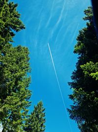 Low angle view of trees against blue sky