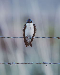 Close-up of bird perching on barbed wire fence