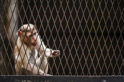 Close-up of monkey in cage