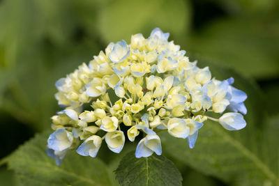 Close-up of white hydrangea flowers