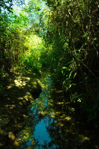 Scenic view of forest