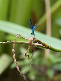 Close-up of insect on plant