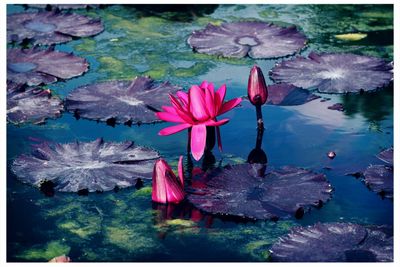 Close-up of lotus water lily in pond