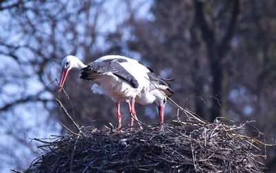 Low angle view of bird perching on tree