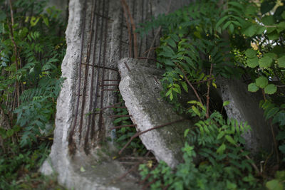 Close-up of lizard on tree trunk