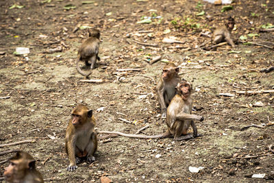 Monkeys sitting on a field