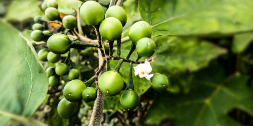 Close-up of berries growing on tree