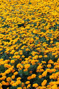 Full frame shot of yellow flowering plants on field