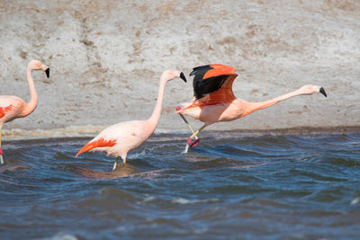 View of birds in lake