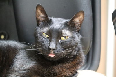Close-up portrait of cat relaxing at home