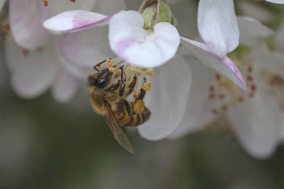 Close-up of bee on flower