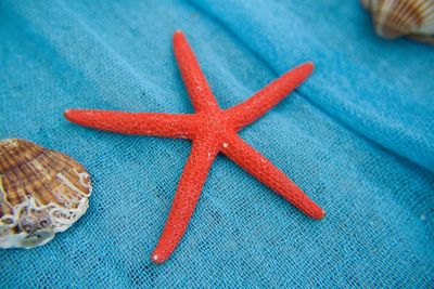 Close-up of artificial starfish and seashells on fishing net