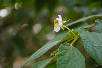 Close-up of yellow flowering plant