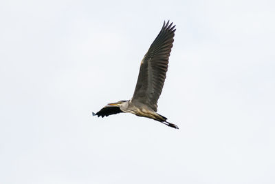 Low angle view of bird flying in sky