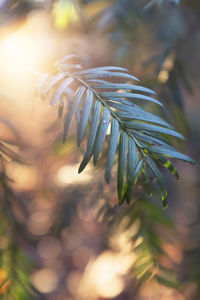 Close-up of leaves on branch