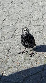 Close-up of bird