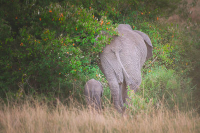 Elephant on field