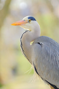 Close-up of a bird