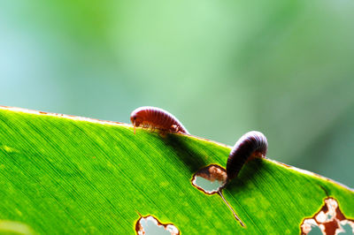 Close-up of insect on leaves