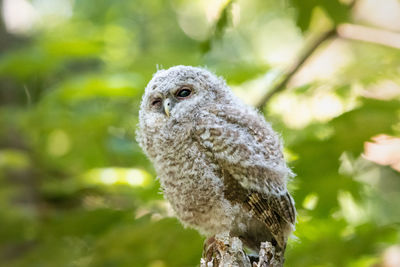 Close-up portrait of owl